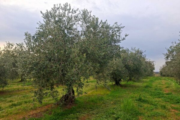 WhatsApp Image 2026-03-27 at 06.20.11 (1)